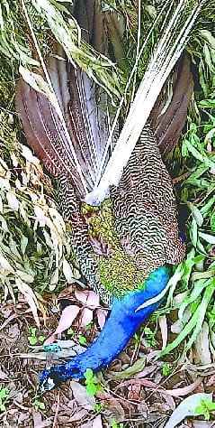 Dead body found in eastern Fatehganj, fear of poachers being hunted