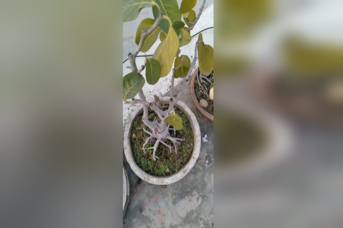 A unique relationship with nature 200 banyan tree planted in the house of bijnor