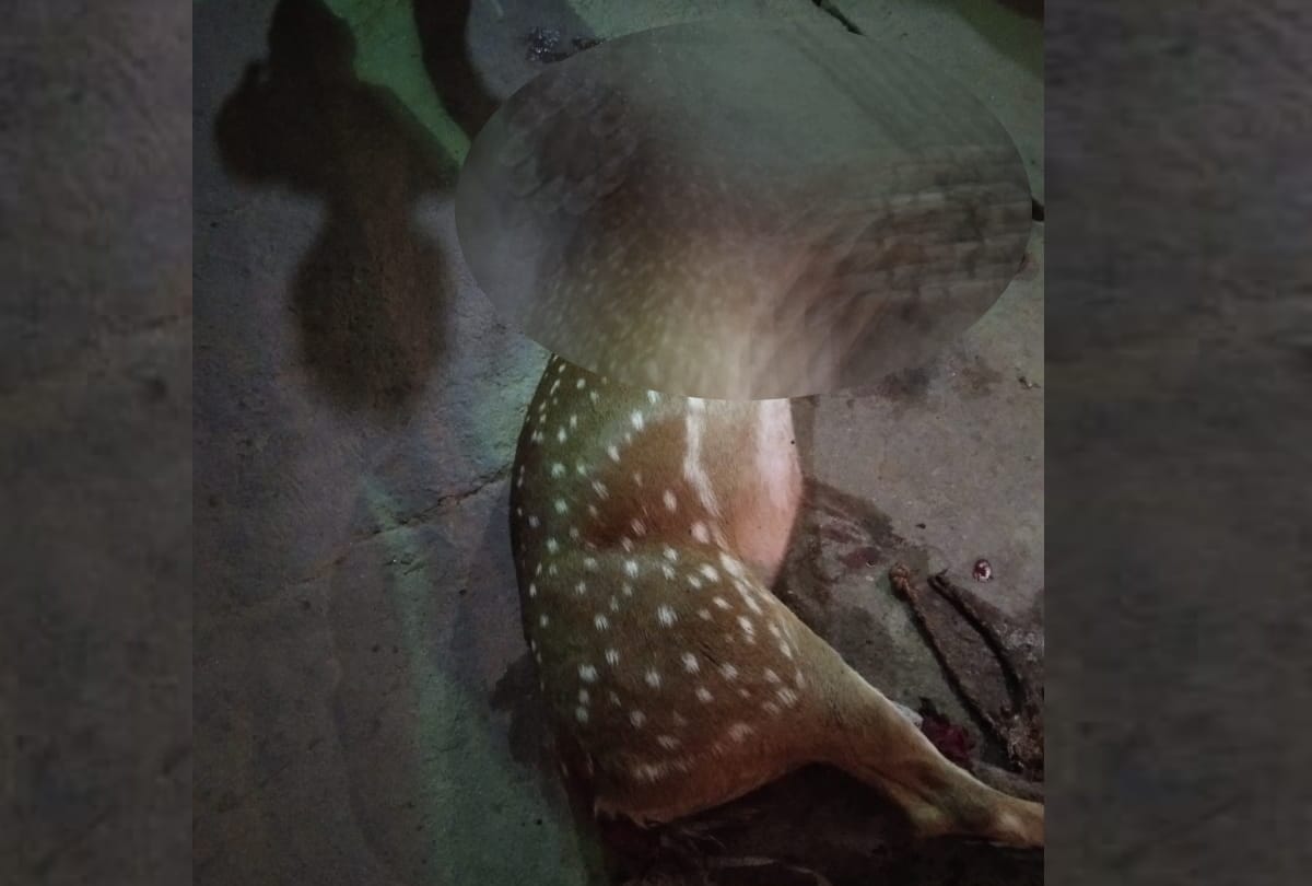 Dogs attacked on a deer in Gomati Nagar Vistar in Lucknow.