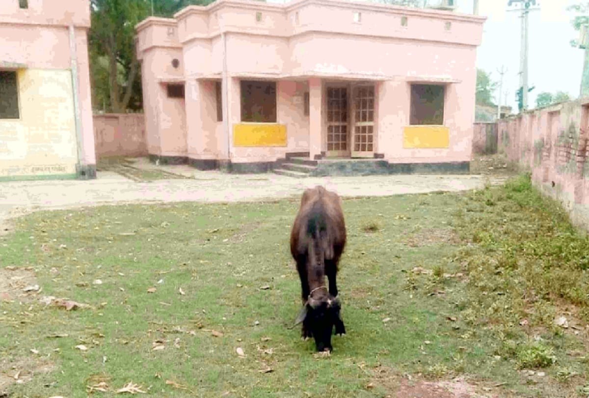 Shamli: Farmer Claim on buffalo child, DNA sample taken after orders of SSP