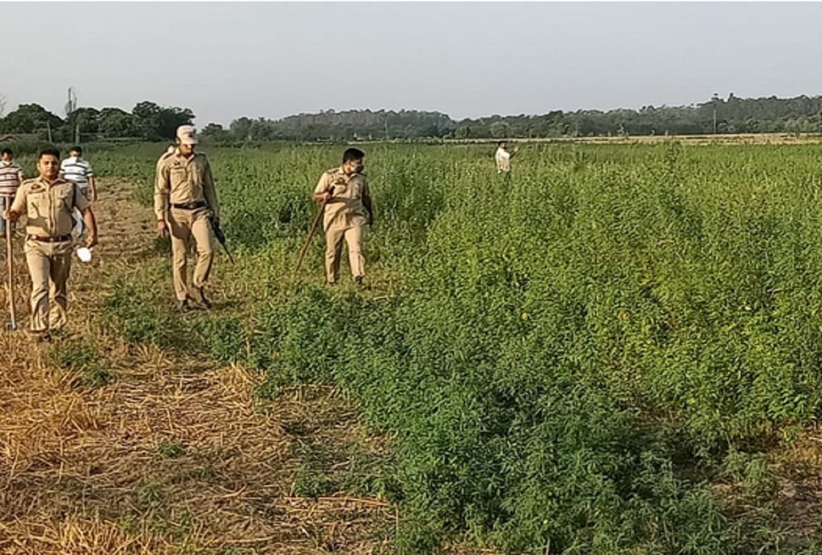 jammu-kashmir: A yellow color light spotted by a civilian in Kanachak, search operation is on