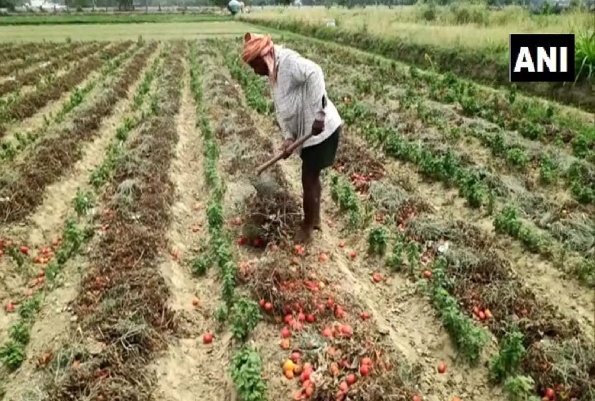 Farmers hit by drought crop started withering in field increased concern of feeder pleaded for help