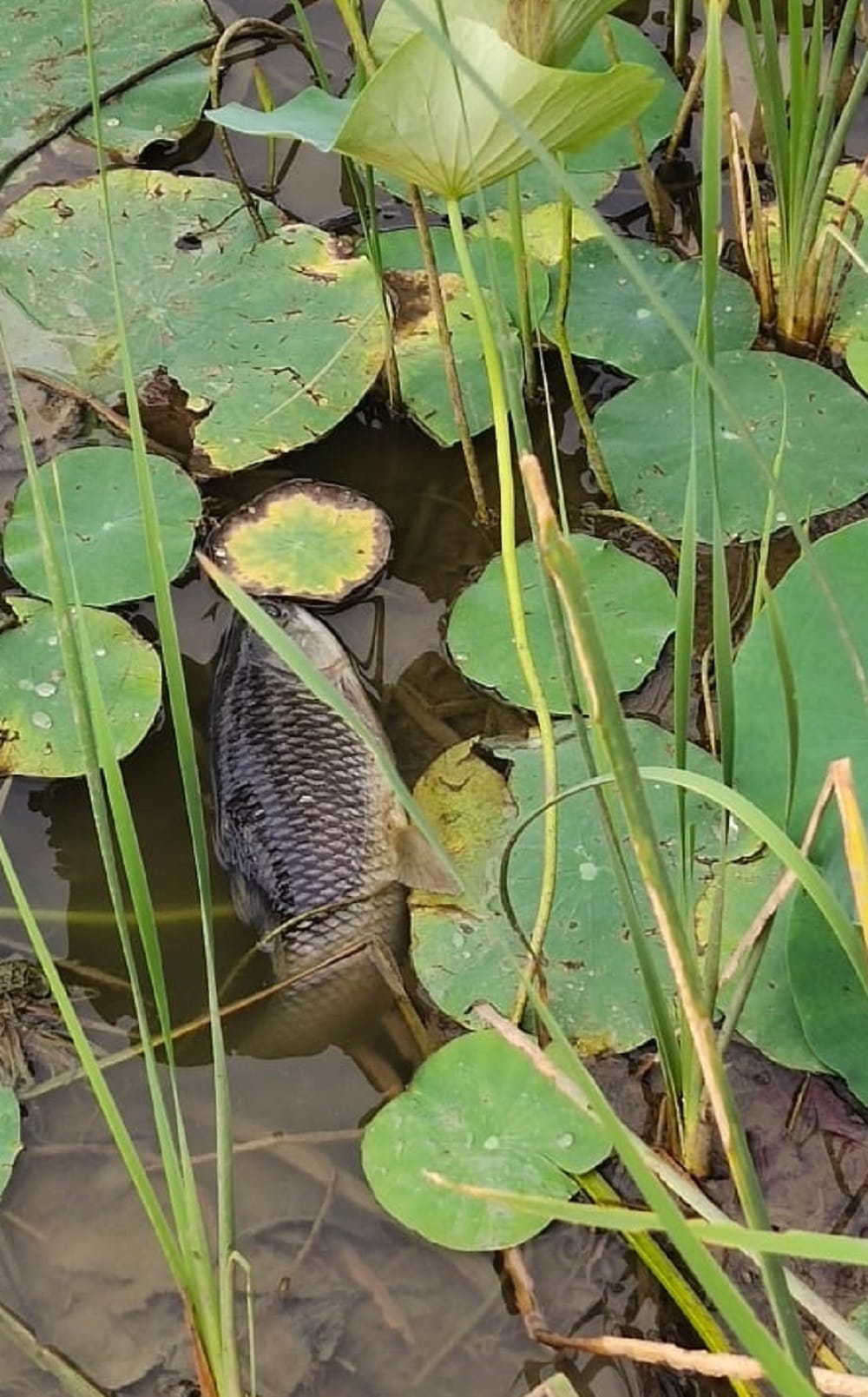 Hundreds of fish died due to mixing poisonous substances in the pond water in Mirzapur