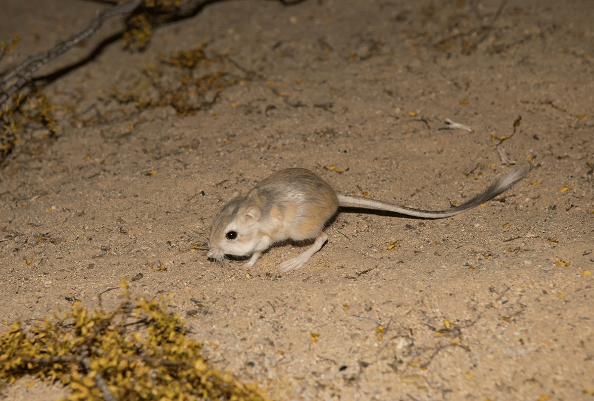 Most Rare Creature Of The World Kangaroo Rat Live Full Life Without Water