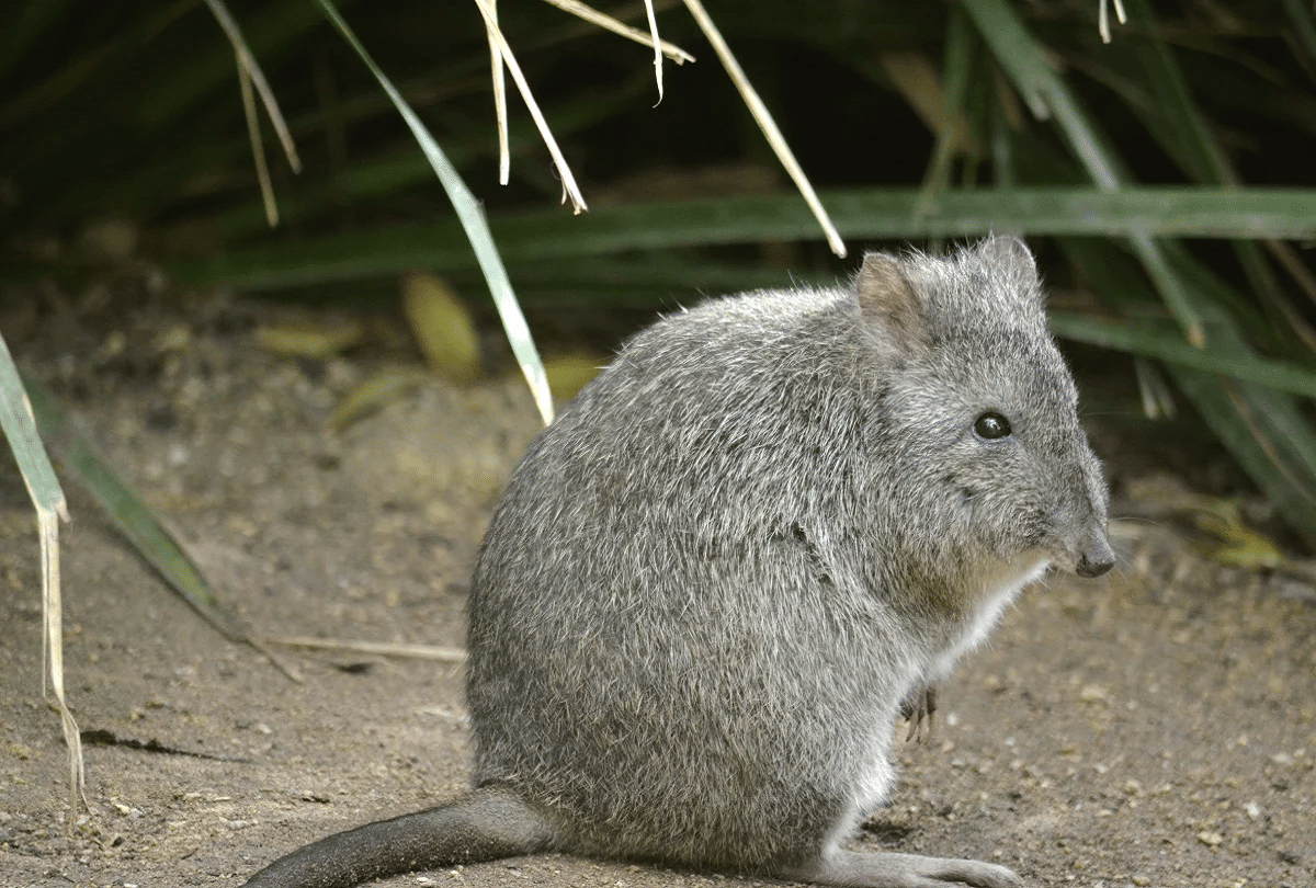 Most Rare Creature Of The World Kangaroo Rat Live Full Life Without Water