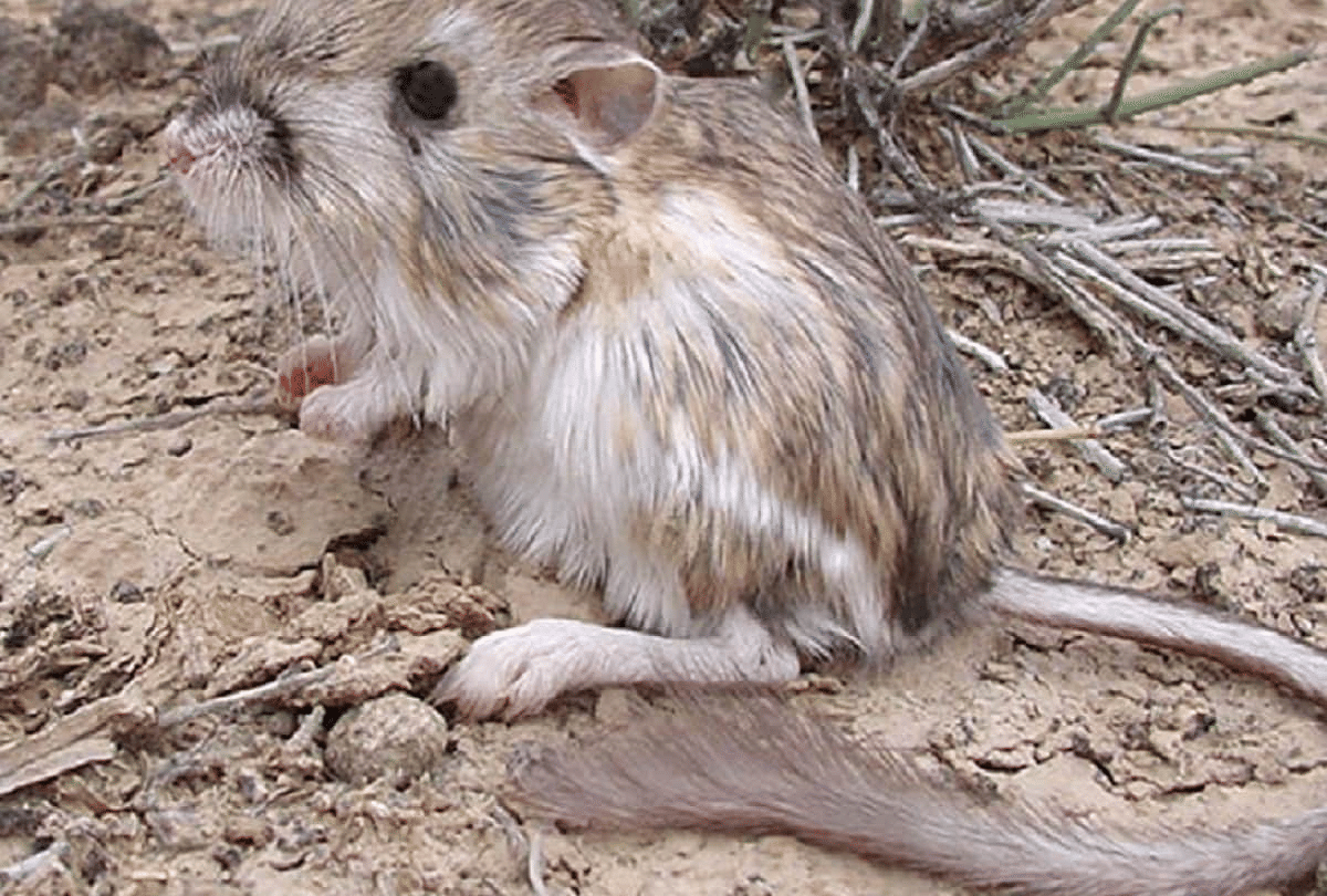 Most Rare Creature Of The World Kangaroo Rat Live Full Life Without Water