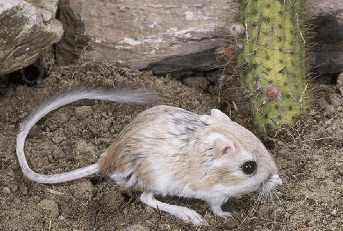 Most Rare Creature Of The World Kangaroo Rat Live Full Life Without Water