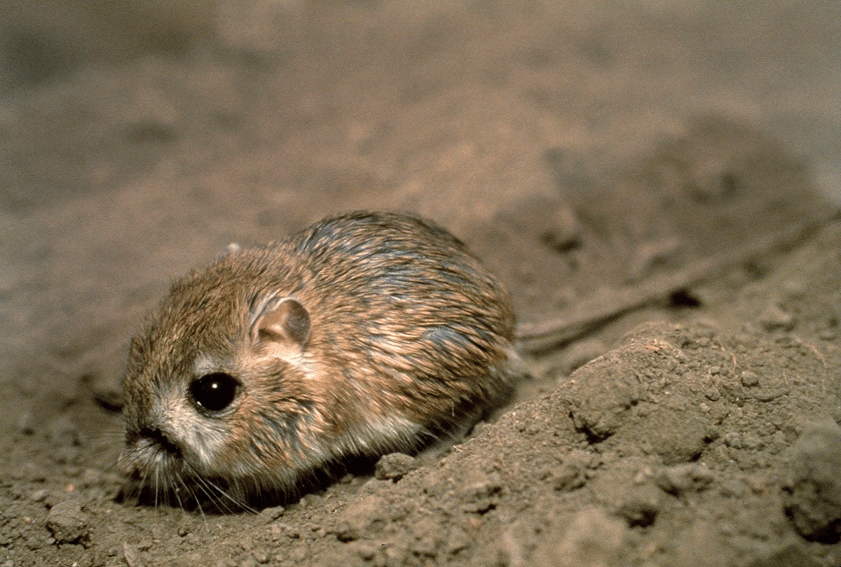 Most Rare Creature Of The World Kangaroo Rat Live Full Life Without Water