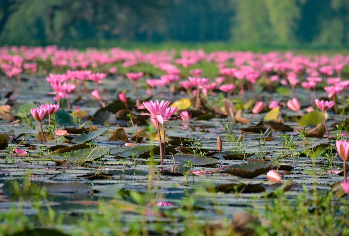 health tips These four flowers give benefits in many diseases