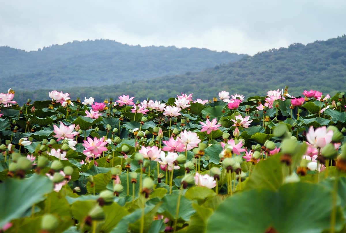 Offbeat Destinations In Kashmir Know 10 Beautiful Tourist Village To Visit In Jammu And Kashmir