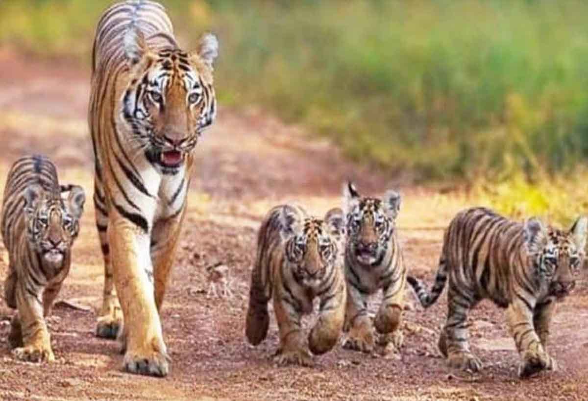 Goodbye super mom:  tigress who raised family of tigers in Panna Tiger Reserve Park is no more