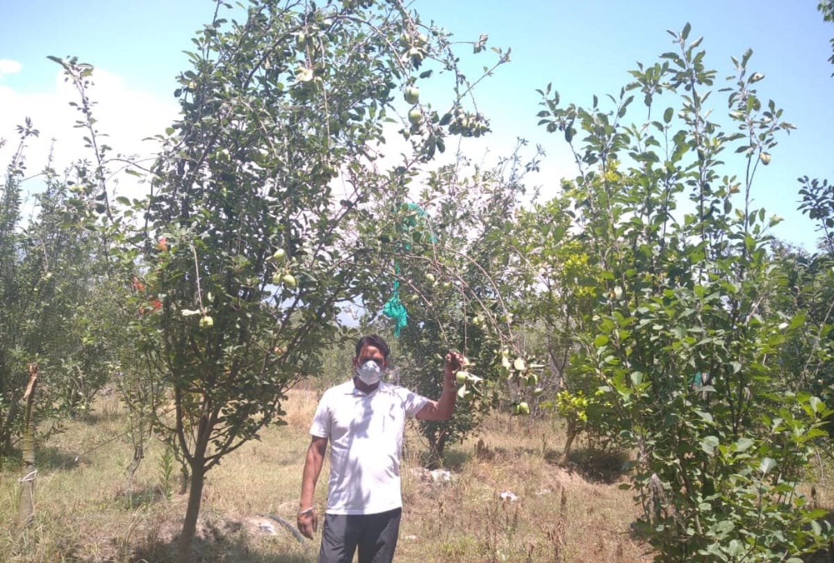 Himachal News: Harish Dhnotia apple orchard in kangra Himachal Pradesh