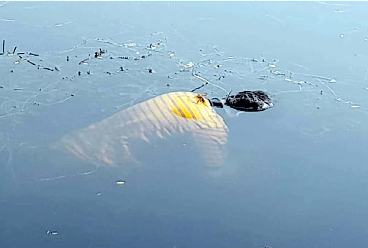 why does dead body floats and living person sinks in water
