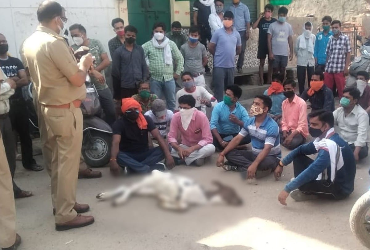 Seven cows found dead in Goshala in Agra