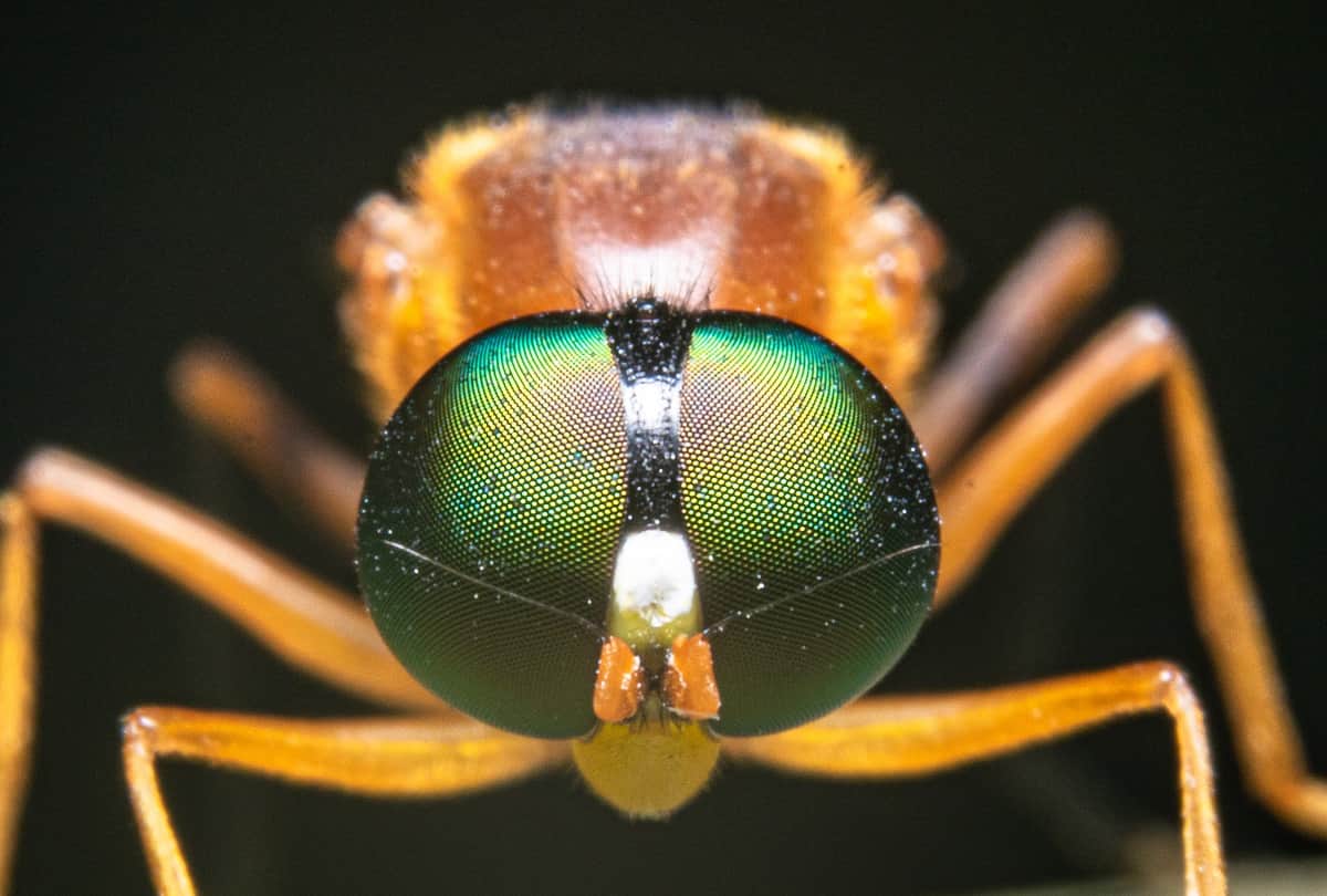 nairobi fly infection in india update, acid fly attack symptoms and prevention