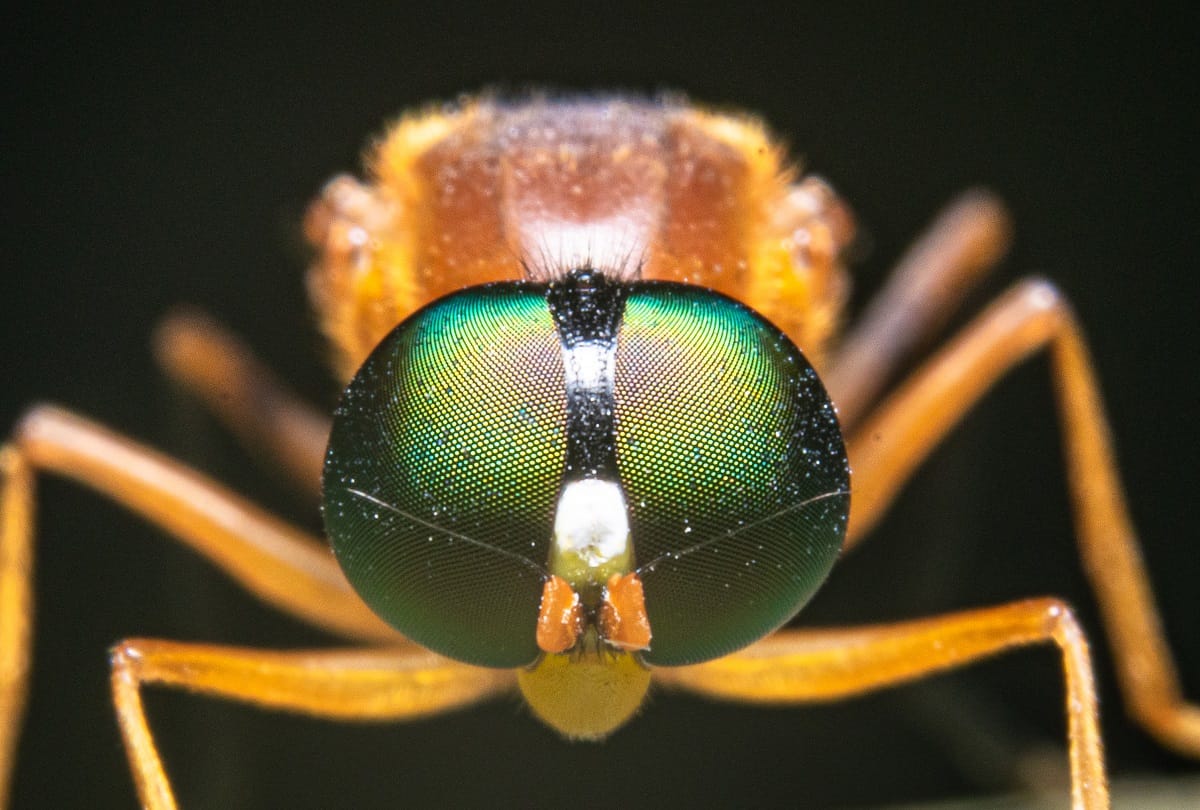 coronavirus update According to study Homemade flies can spread SARS COV 2 also these dangerous viruses can live in human feces