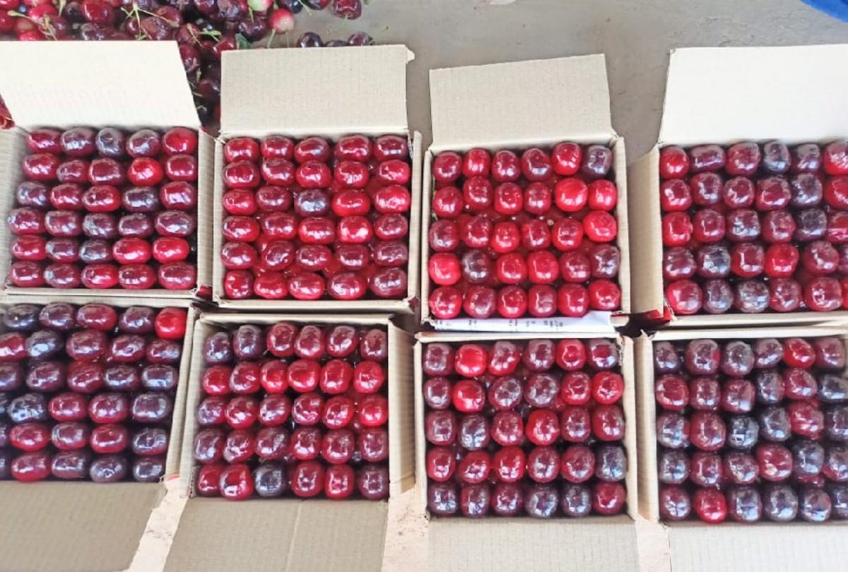 Himachal: Coronavirus period increased demand for vitamin C rich cherries and plums