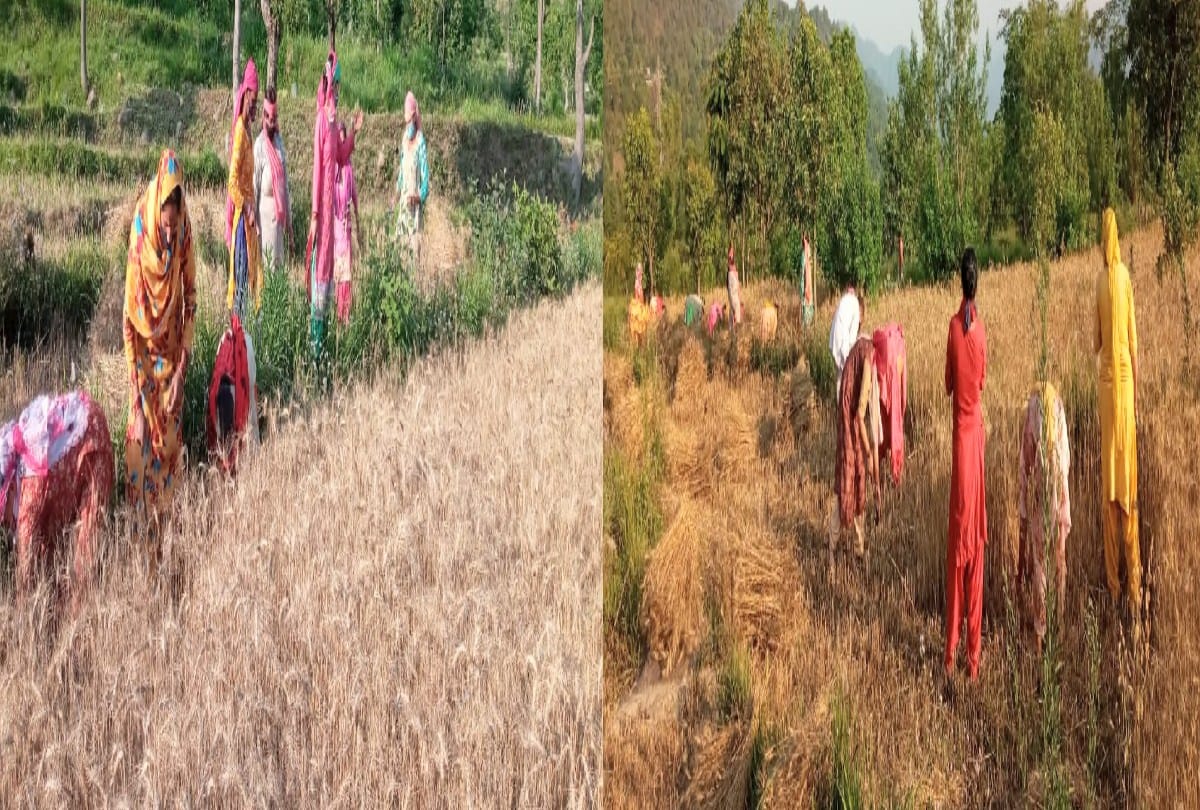 Farmer family Corona positive, villagers set example by cutting wheat crop in Jogindernagar himachal