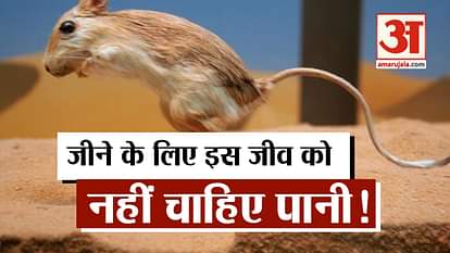kangaroo rat amazing facts and characteristics in north america desert
