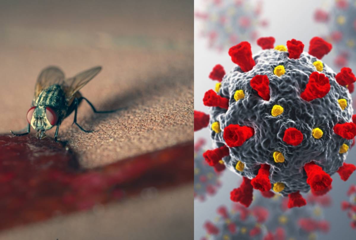 coronavirus update According to study Homemade flies can spread SARS COV 2 also these dangerous viruses can live in human feces