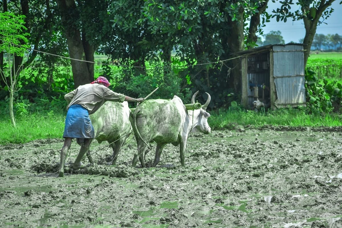 Jammu and Kashmir: fresh vegetables disappear from the plate in lockdown