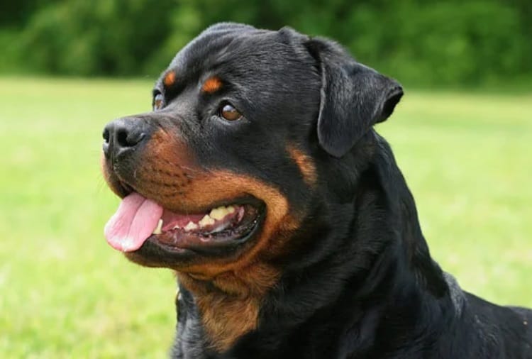 A Rottweiler dog dies during treatment in Ludhiana, FIR Lodged