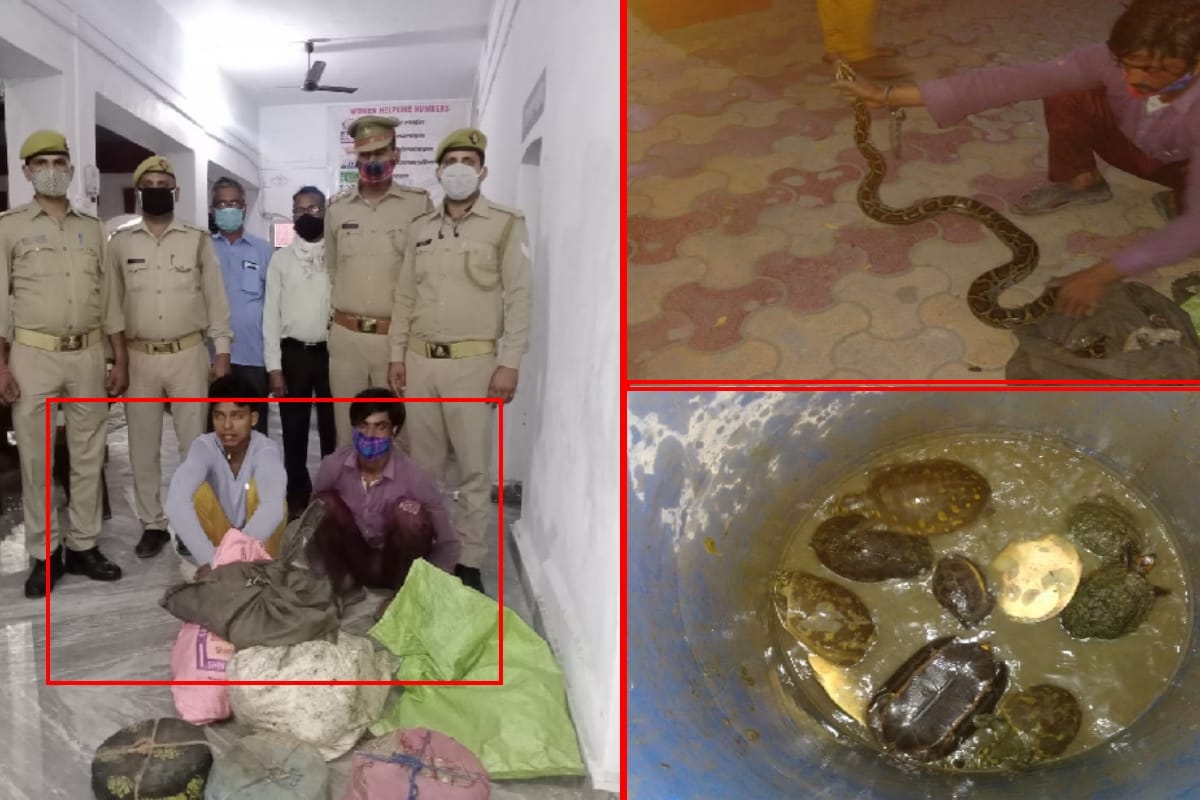 Muzaffarnagar: Police caught two smugglers with 37 turtles and three pythons valued at forty to fifty lakhs