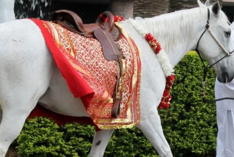 Diet of Mare used in Marriage ceremonies has decreased due to lack of work in Chandigarh