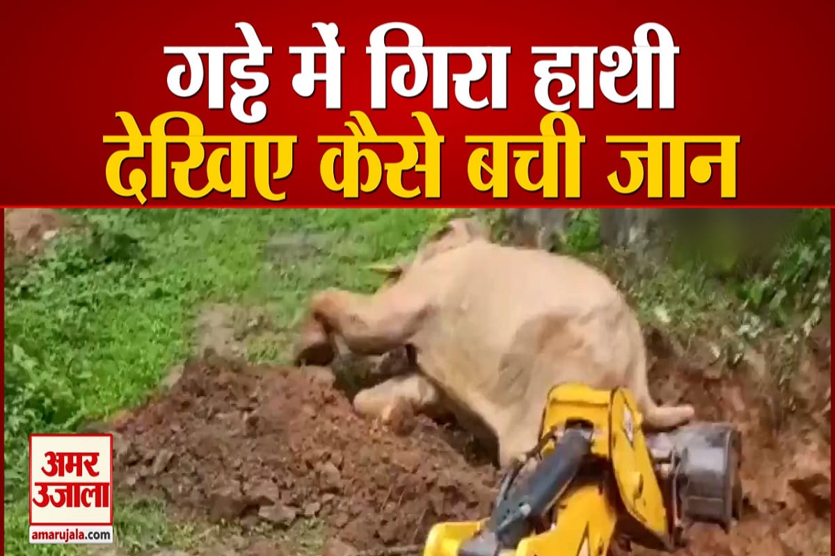 हाथी