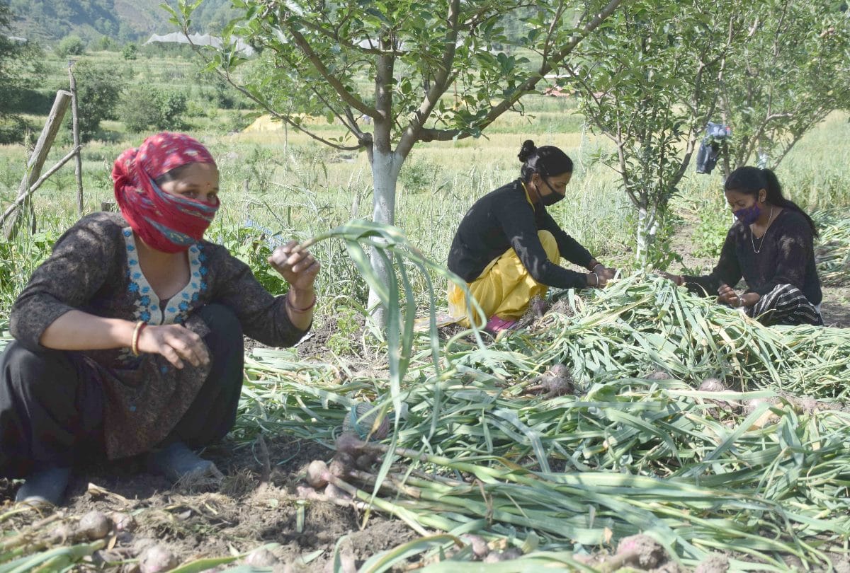 himachal pradesh garlic demand in south India and abroad