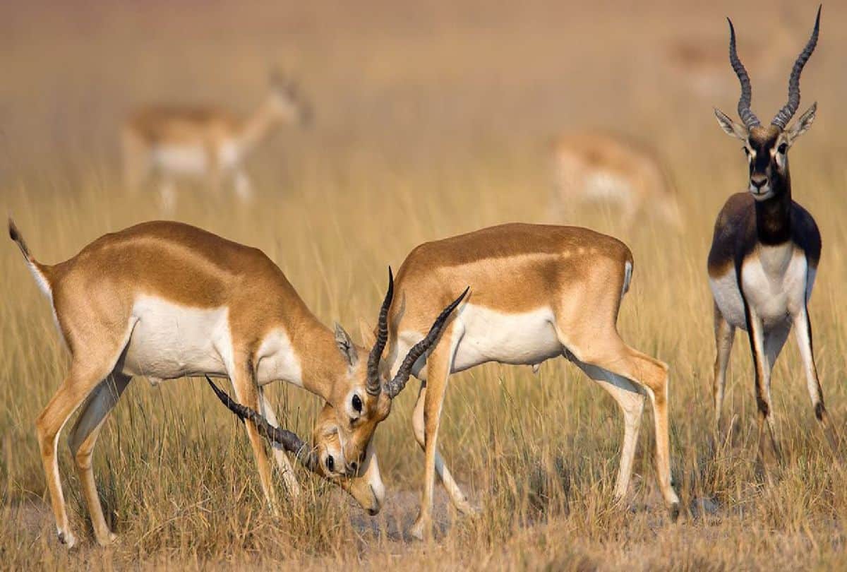 Rare aquatic creatures are being conserved in Chambal river