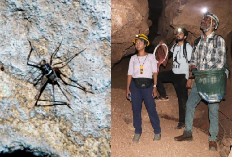 Panjab University Scientist search new species of Beetle in Caves of Chhattisgarh