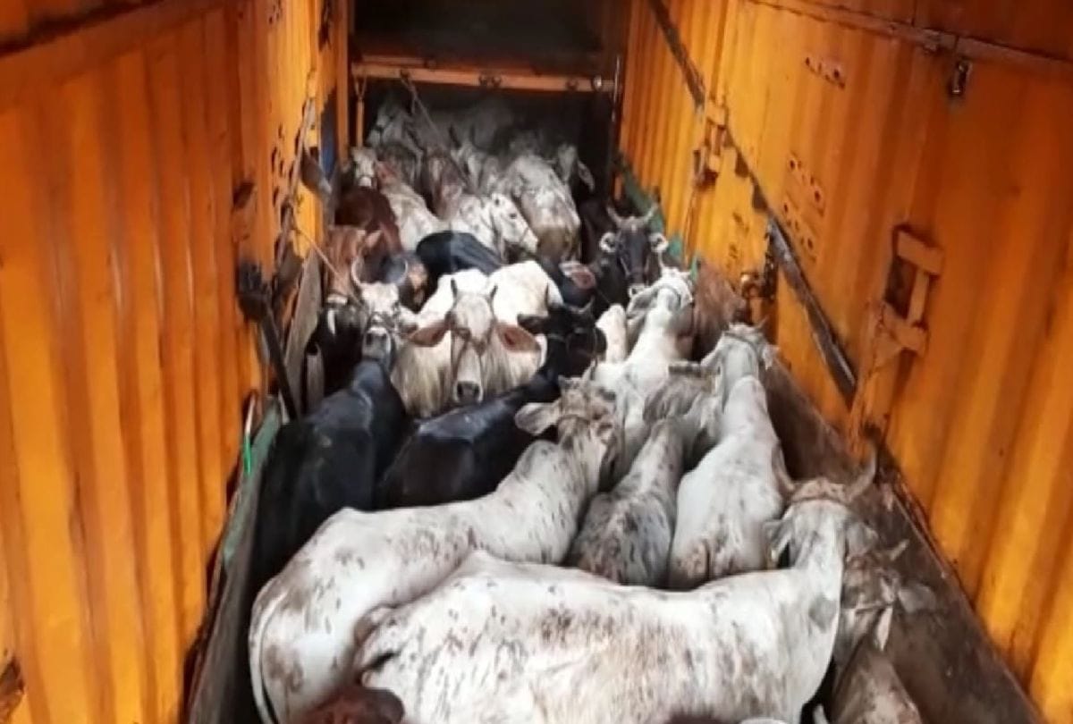 cow smugglers opened fire on the police team in agra