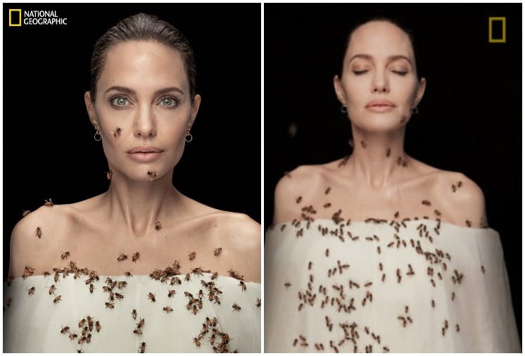 Angelina Jolie photo shoot with Bees Viral On internet