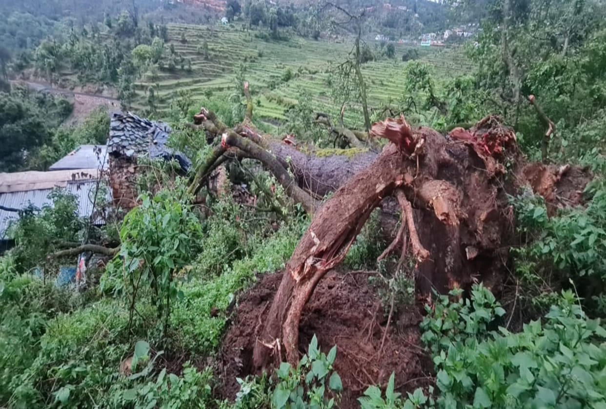 Tree fell on hut due to rain in Lakhimpur Kheri s Nighasan woman died