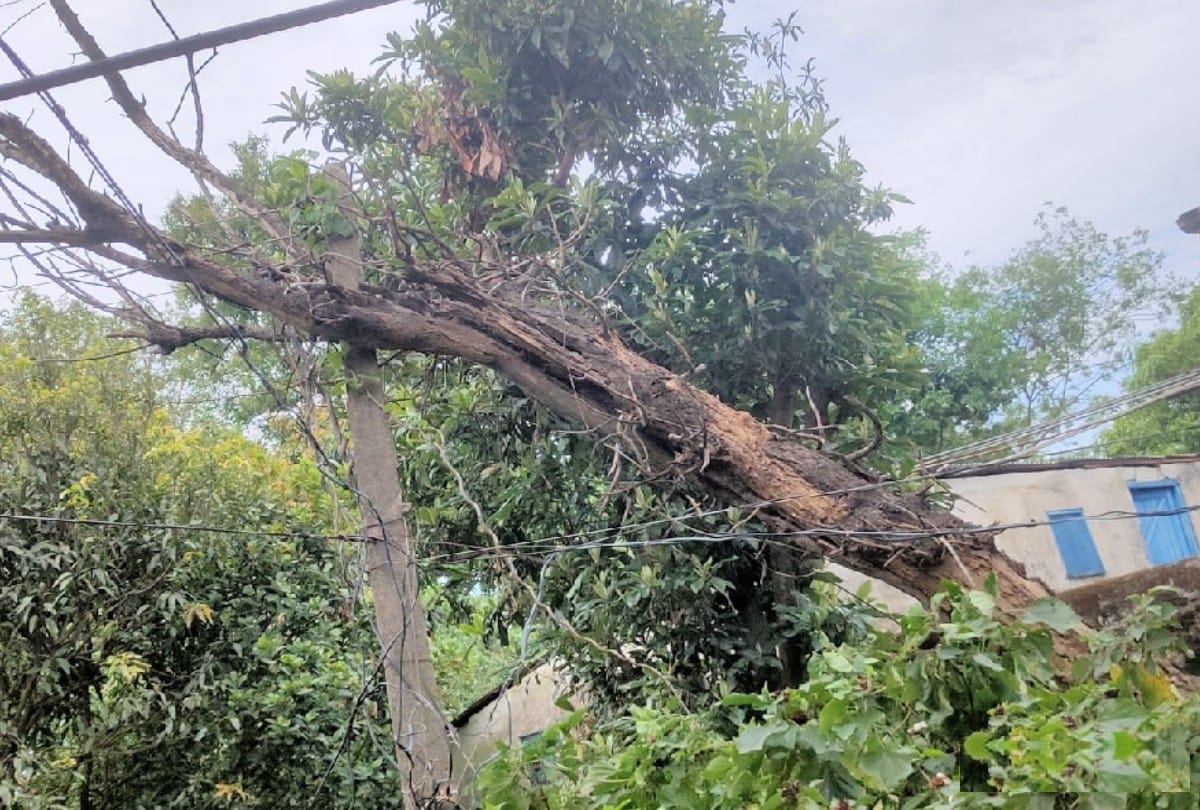 Cyclone Tauktae effects also impacts Himachal: roofs of seven cowsheds blown away, two houses damaged in three districts
