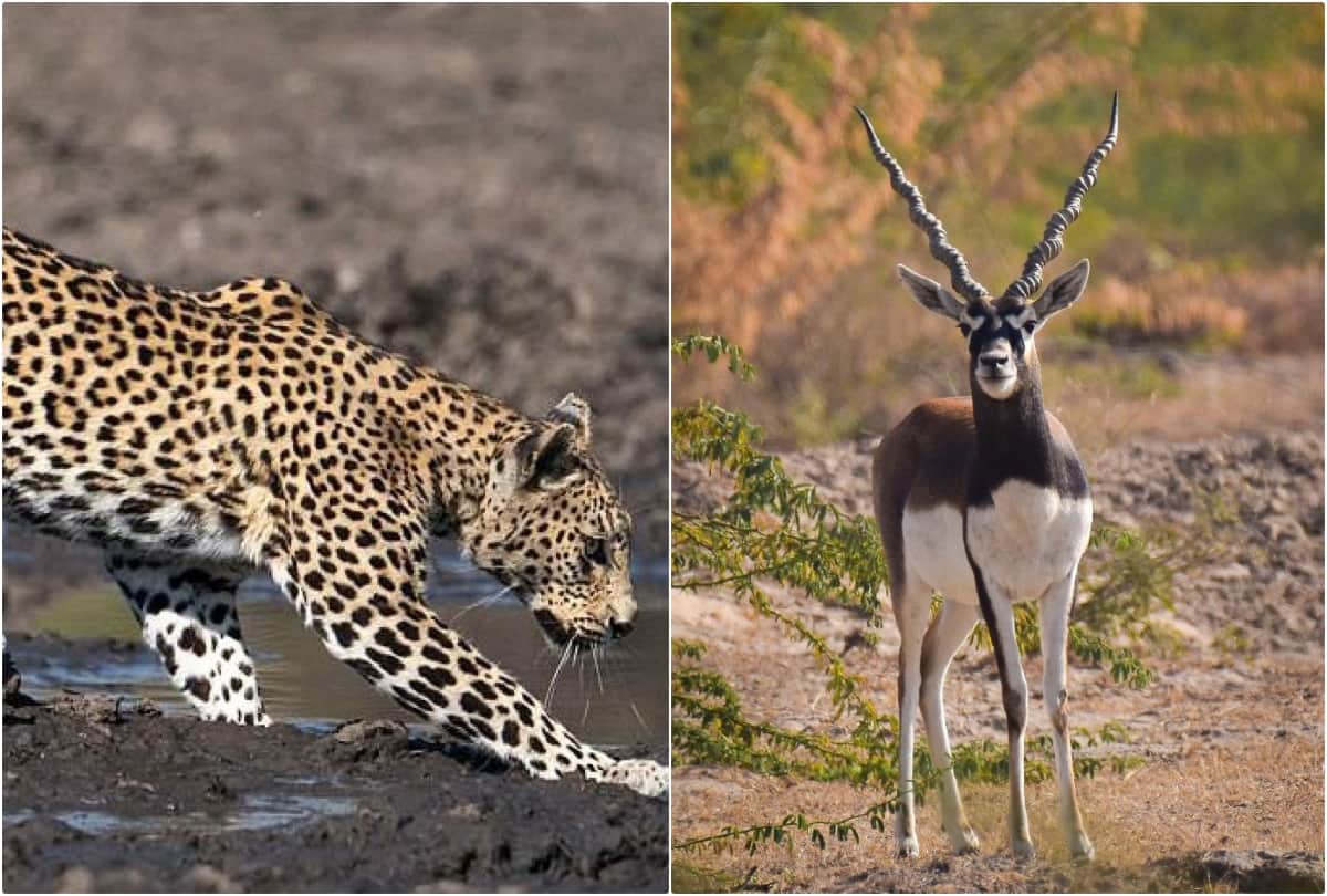 National Endangered Species Day Number of Leopard Increase in Chambal Sanctuary in Agra