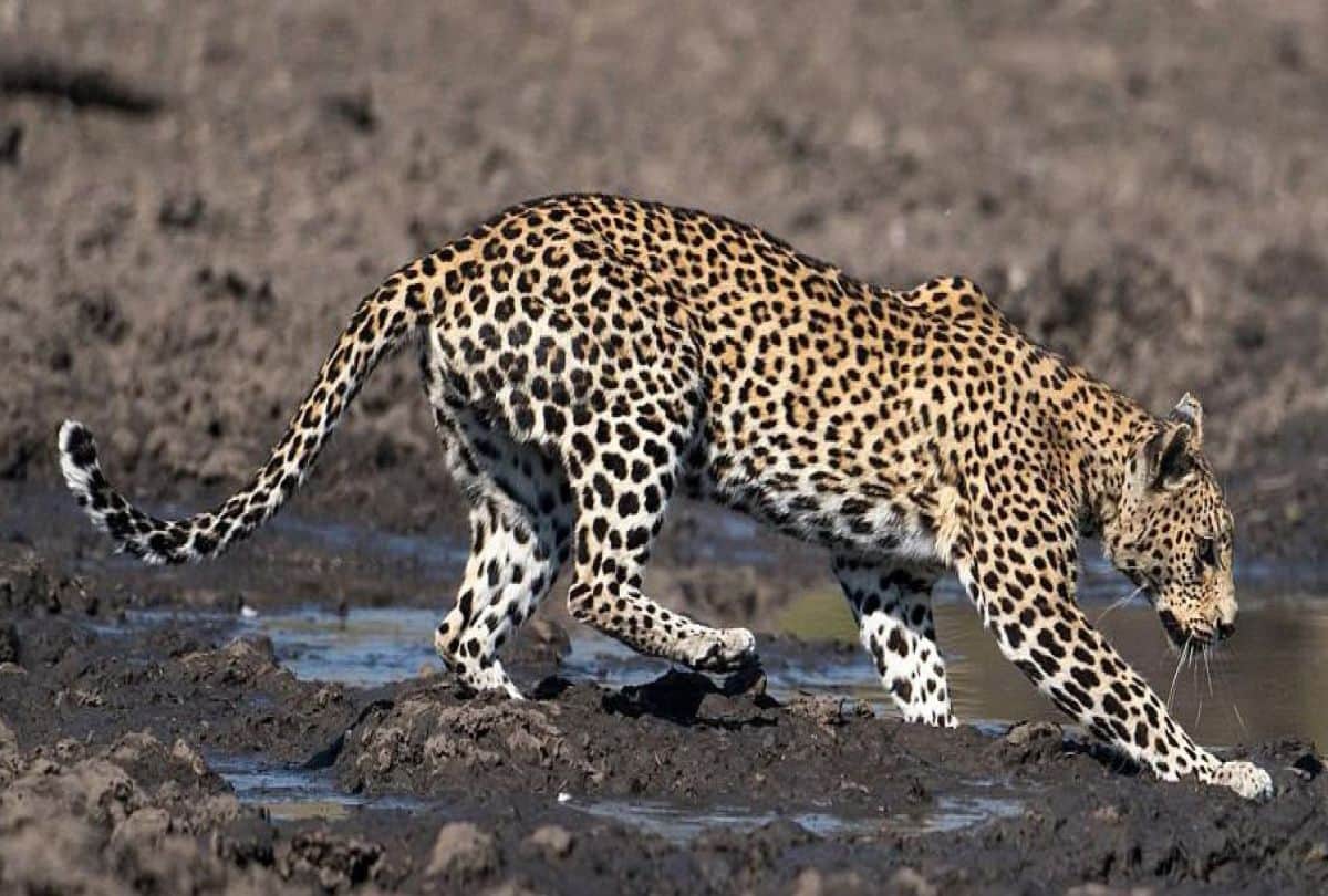 National Endangered Species Day Number of Leopard Increase in Chambal Sanctuary in Agra