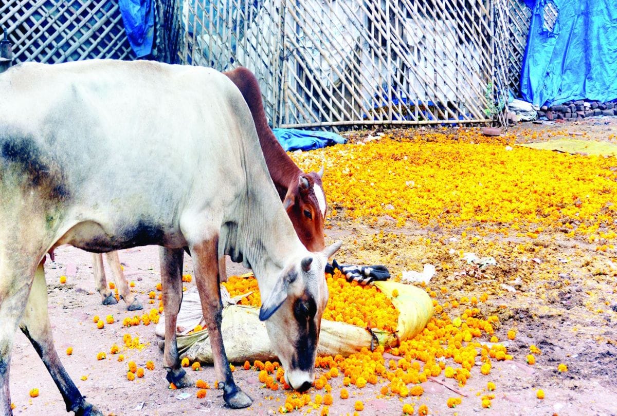 surabhi and rajeev bansal startup make agarbatti with recycled temple flower