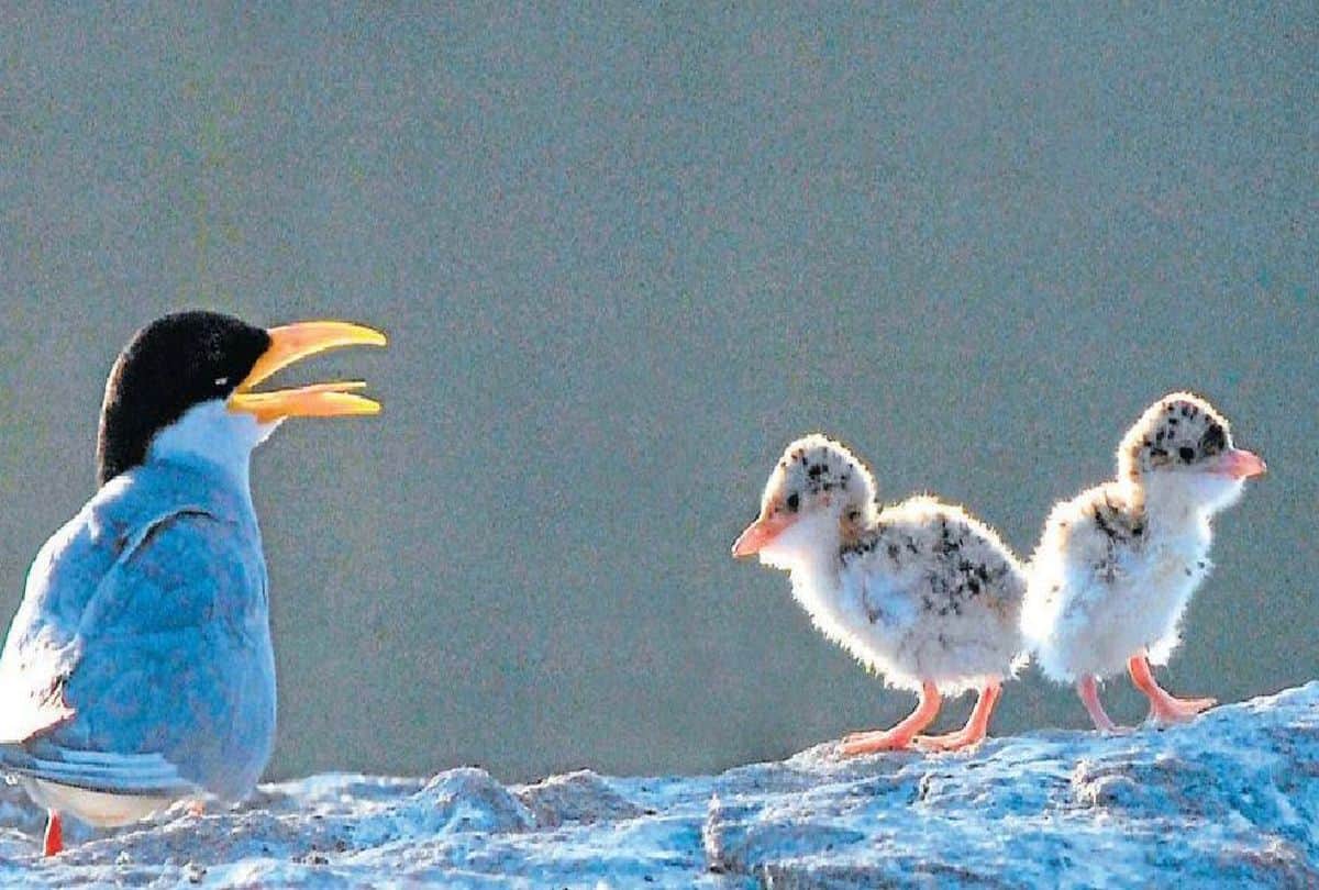 Rare Birds In Chamabal Sanctuary Wild Life News In Hindi