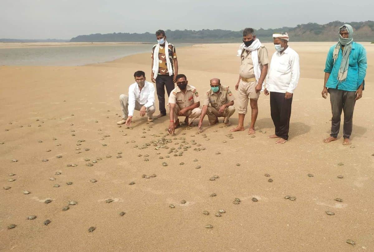 National Endangered Species Day Number of Leopard Increase in Chambal Sanctuary in Agra
