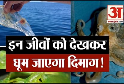 सी क्रीचर