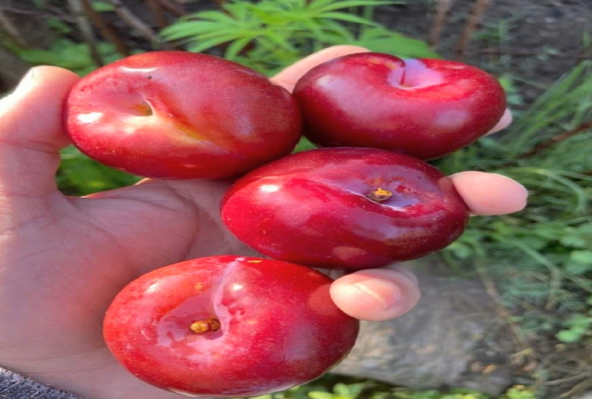 Vitamin C, Minerals rich Rate Bute plums out immediately