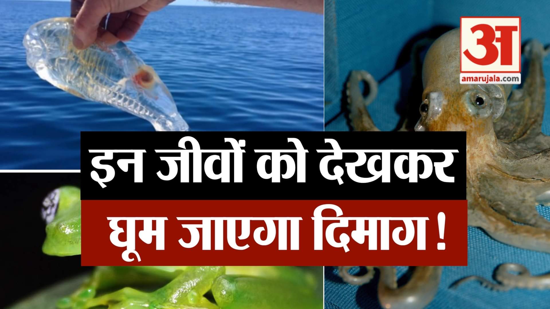 सी क्रीचर