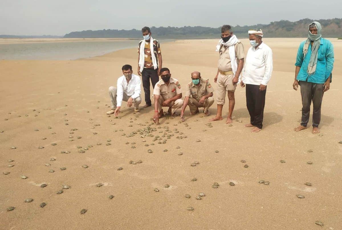 world turtle day: ten rare turtle species found in chambal river