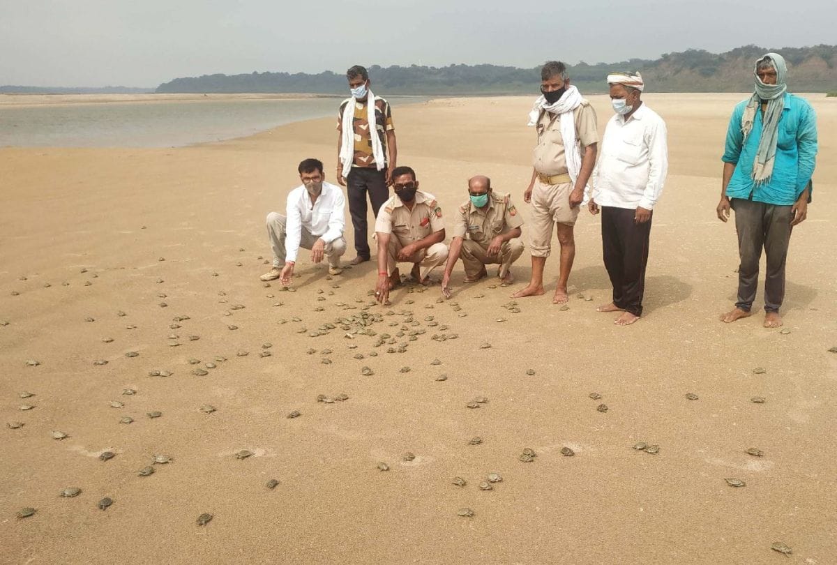 world turtle day: ten rare turtle species found in chambal river