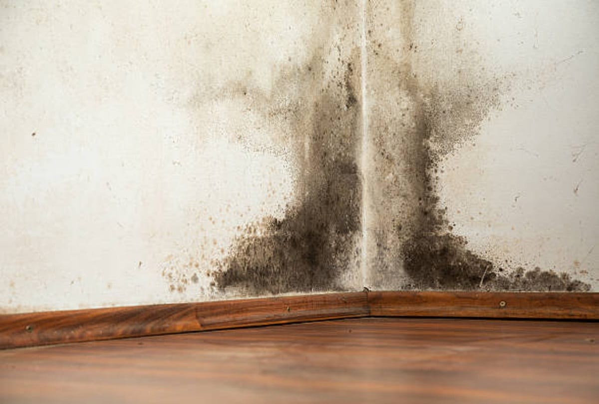 black fungus at home mucormycosis disease in India