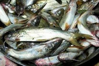 prayagraj news : टेंगरा मछली