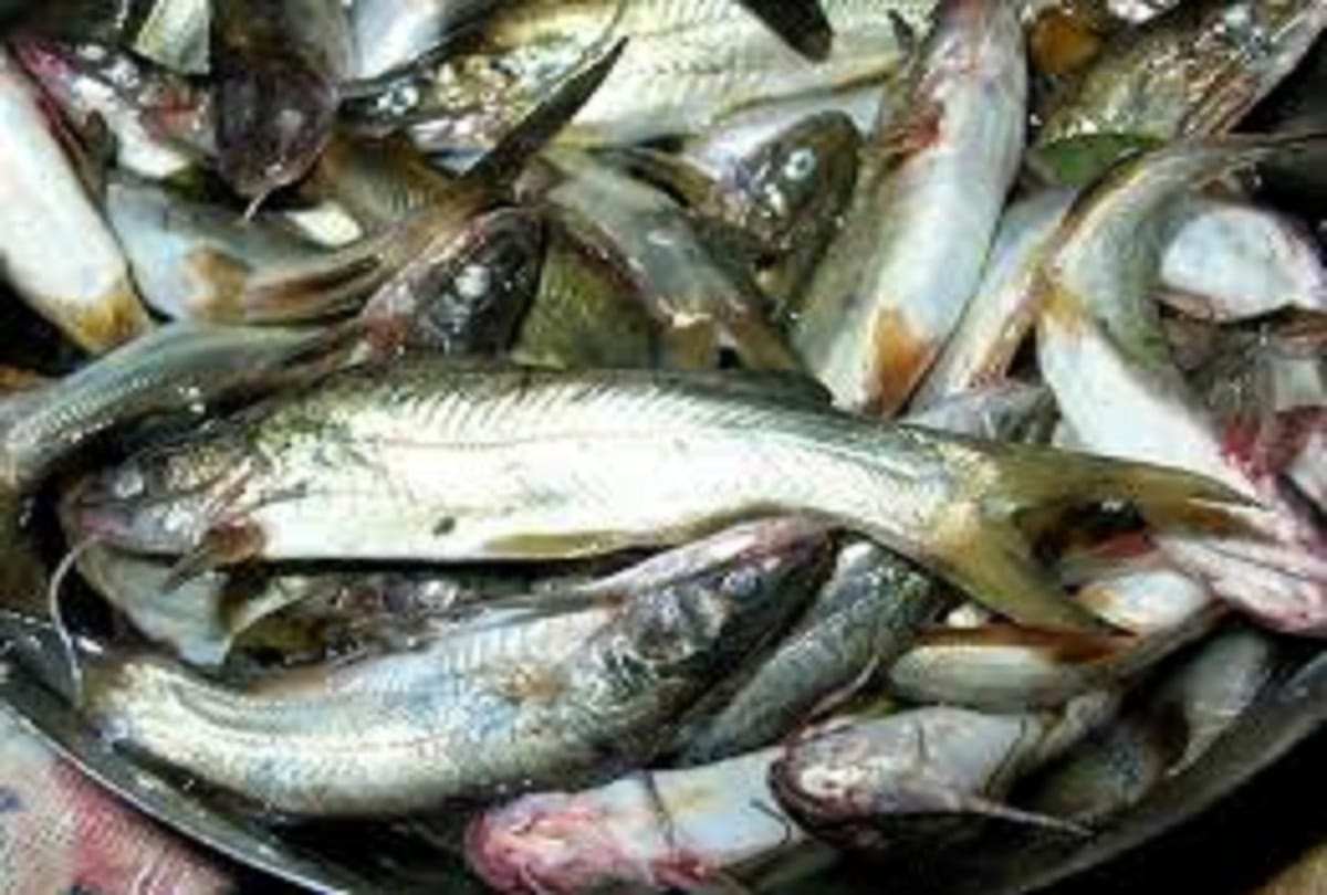 Due to lockdown in Prayagraj, a 200 rupees Tengra fish is being sold for 50 rupees.