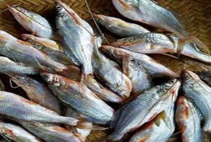 Due to lockdown in Prayagraj, a 200 rupees Tengra fish is being sold for 50 rupees.